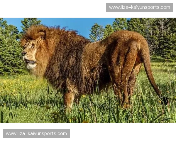 北非双雄之巅：当阿特拉斯雄狮遇见法老王，谁才是撒哈拉真正的霸主？